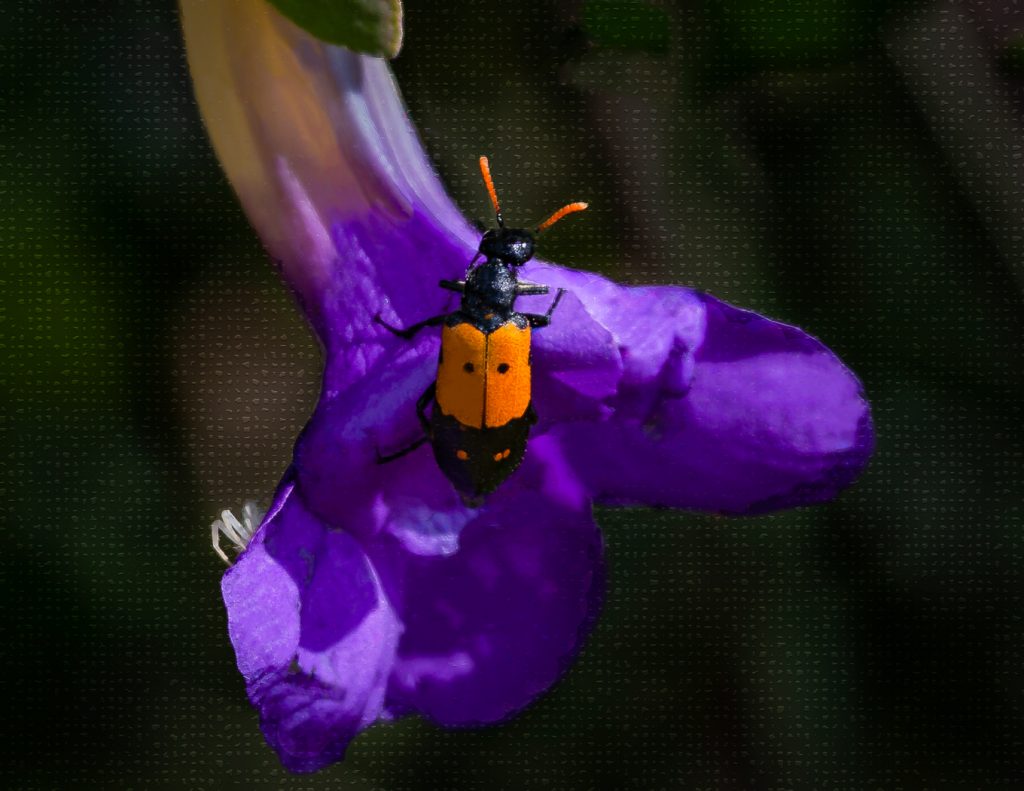 Hide And Seek - Judy Lanier